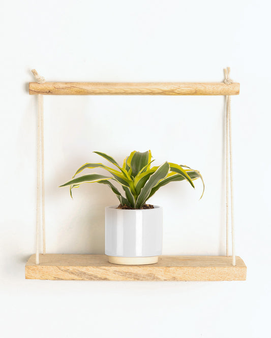 Lil' Dragon Lemon Lime