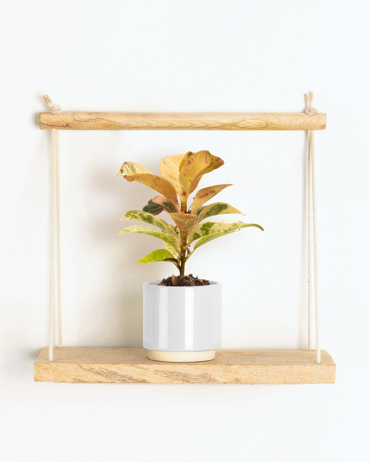 Lil' Elastic Rubber Plant