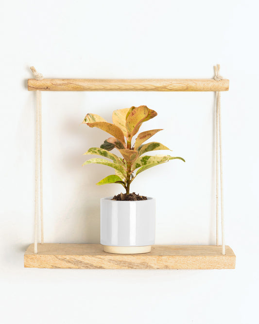Lil' Elastic Rubber Plant