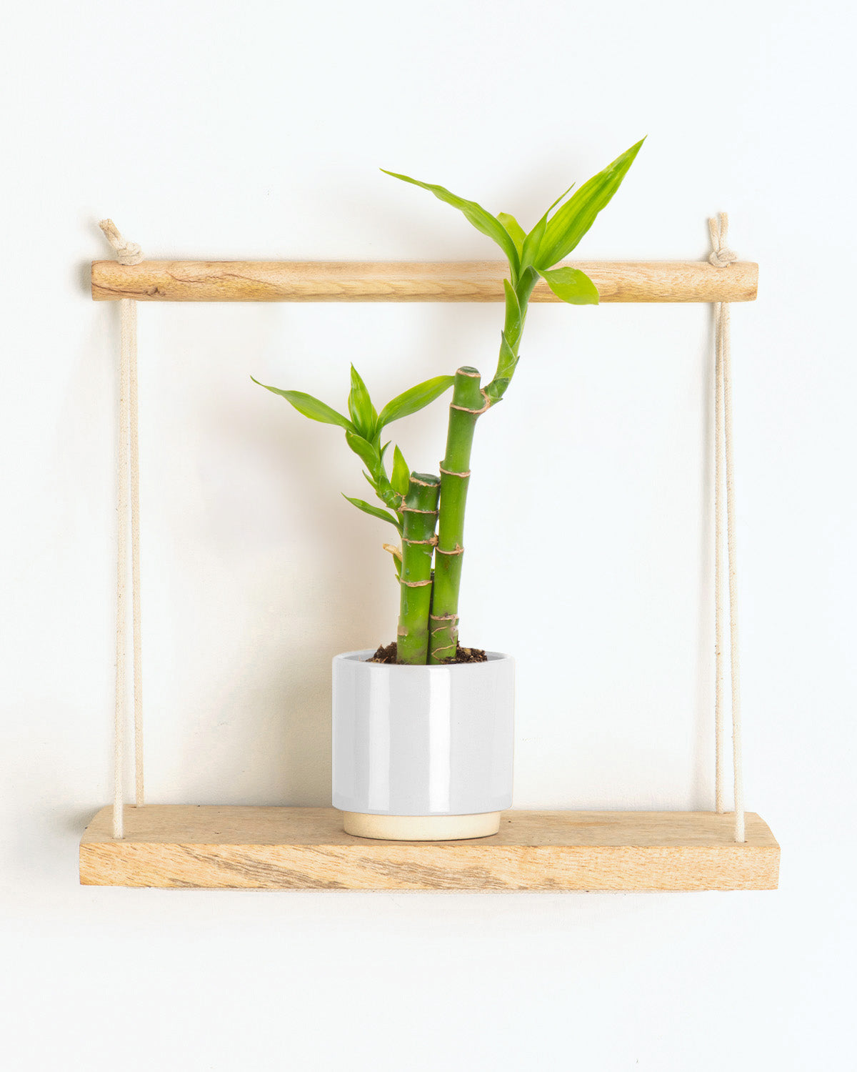 Lil' Lucky Bamboo