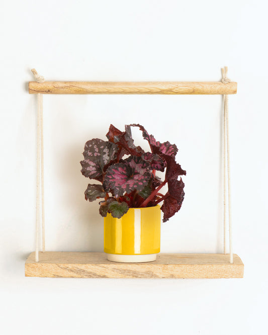 Lil' Painted Leaf Begonia