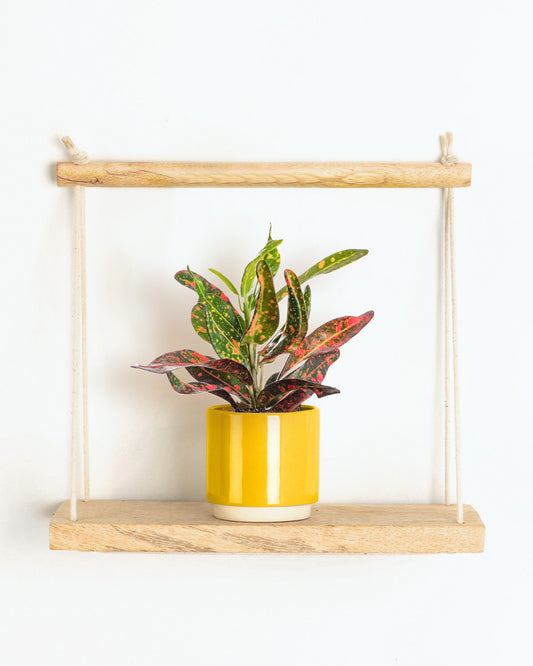 Lil' Red Banana Croton