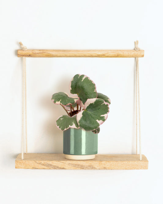 Lil' Strawberry Begonia