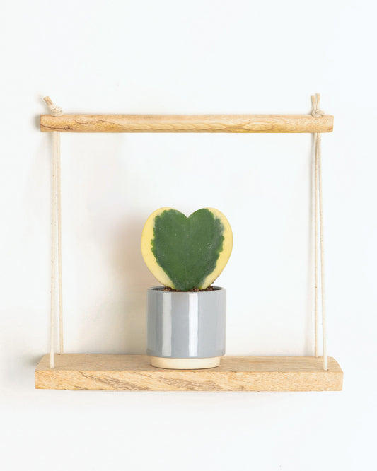 Lil' Variegated Hoya