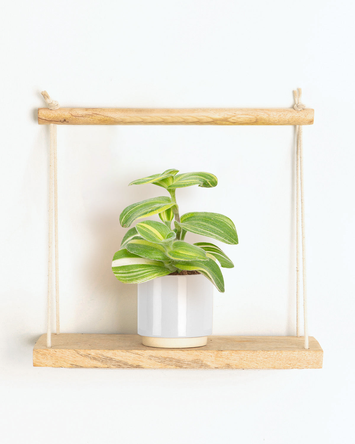 white velvet indoor plant Lil Variegated White Velvet | Tradescantia