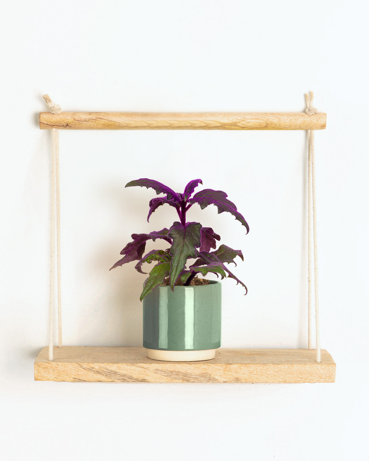 purple velvet hanging plant Lil Velvet Plant | Gynura Purple Passion