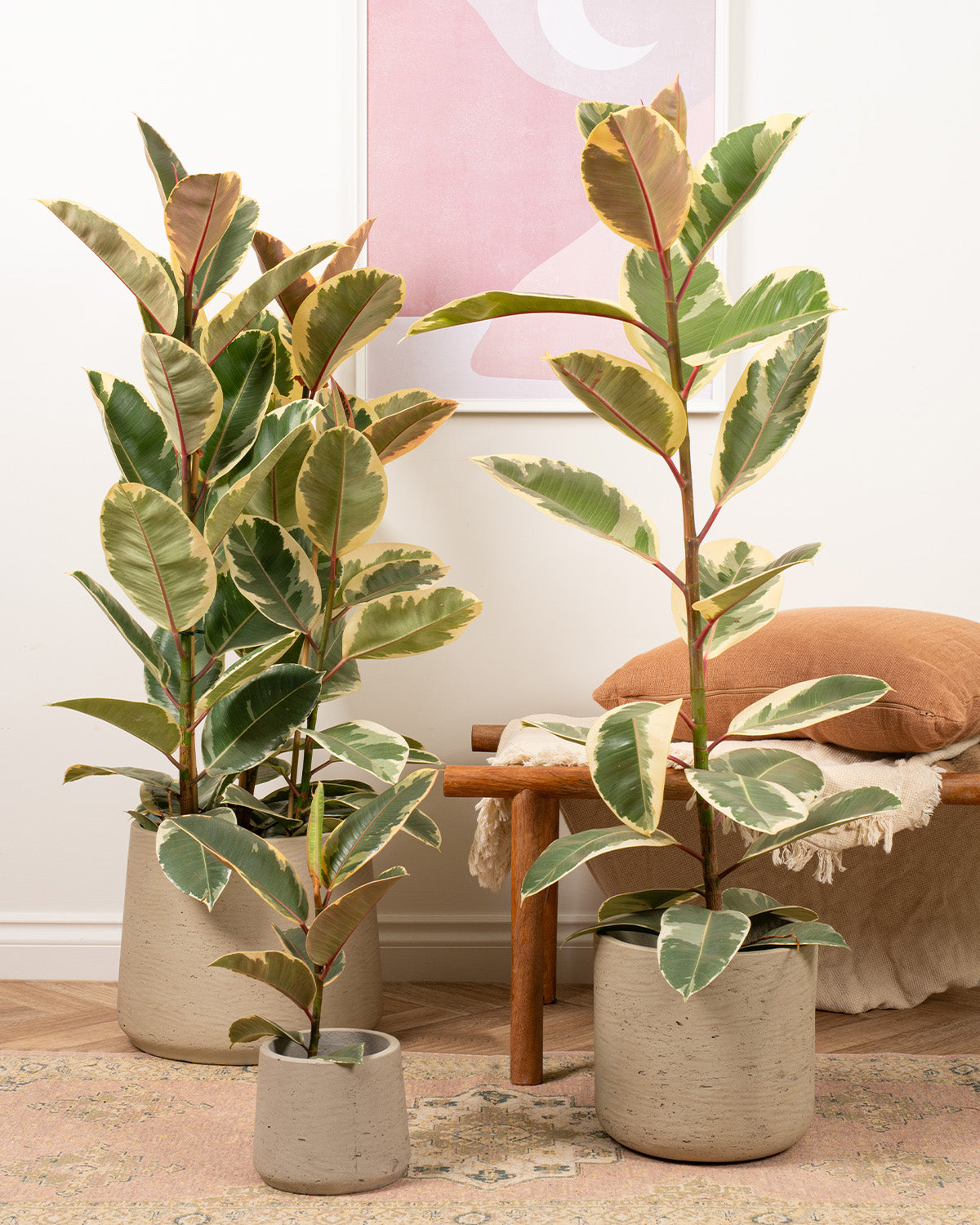 Rubber Plant Tineke
