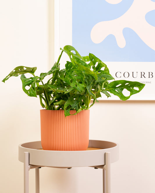 Window-Leaf Monstera Plant