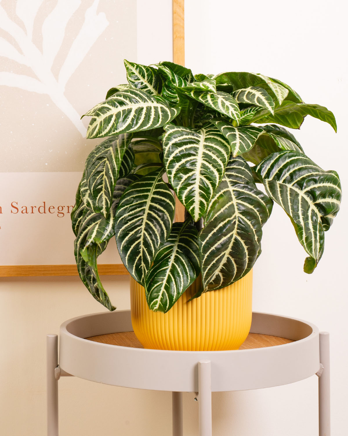 zebra plant indoor Zebra Plant | Aphelandra Green