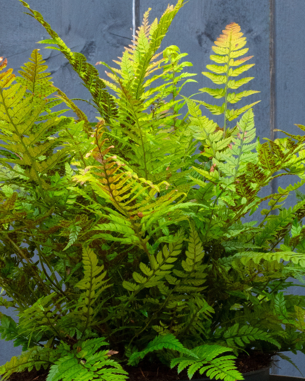 Champion's Wood Fern