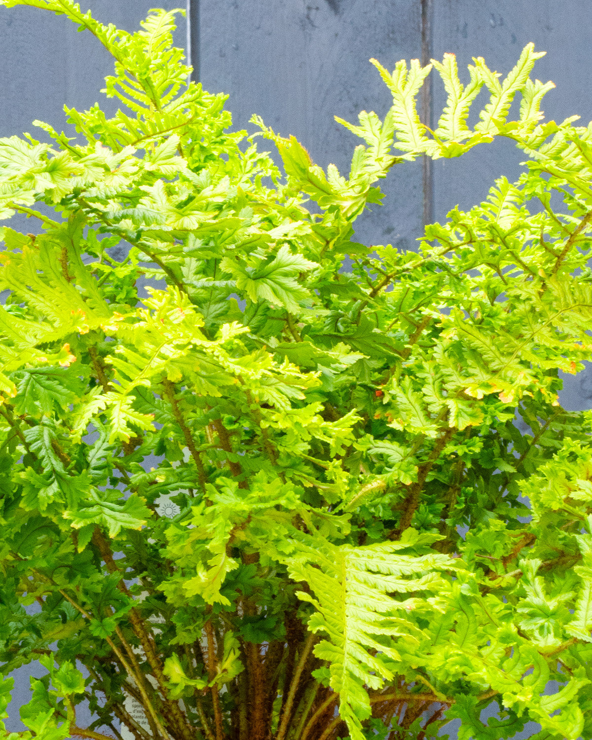 Crested King Fern