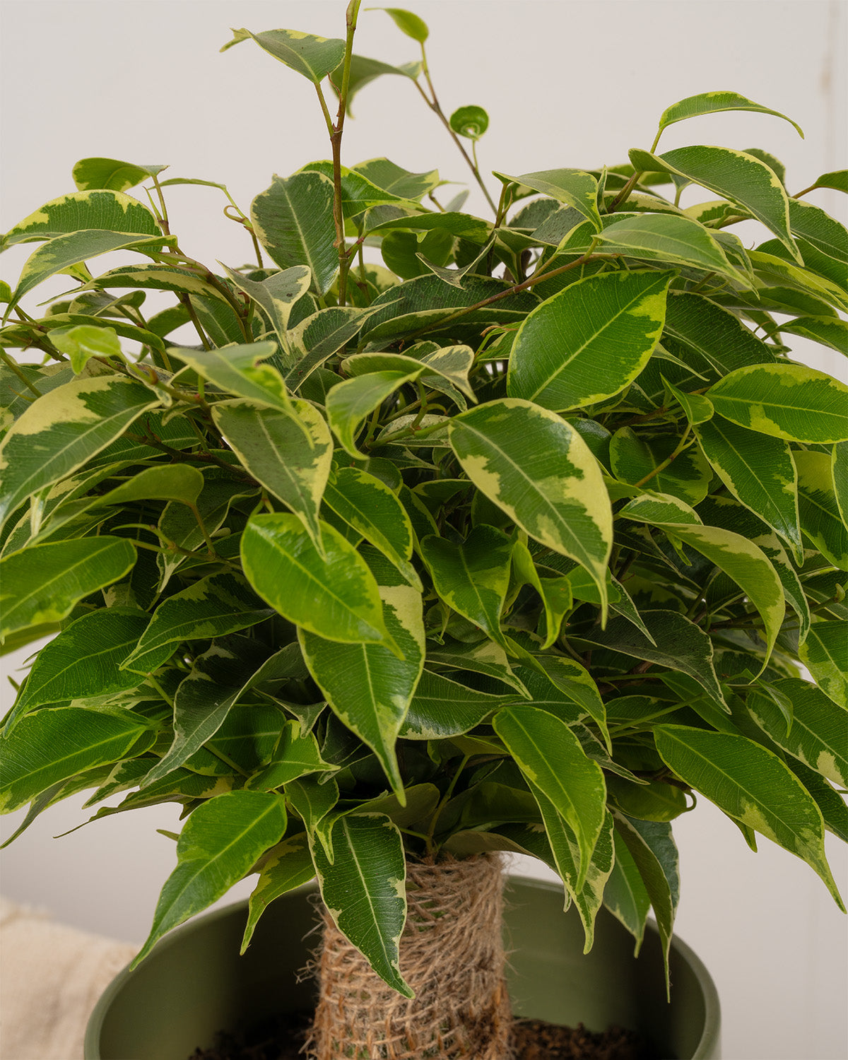 Variegated Kinky Fig