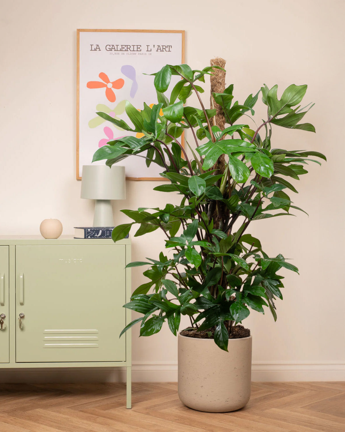 Oak Leaf Philodendron