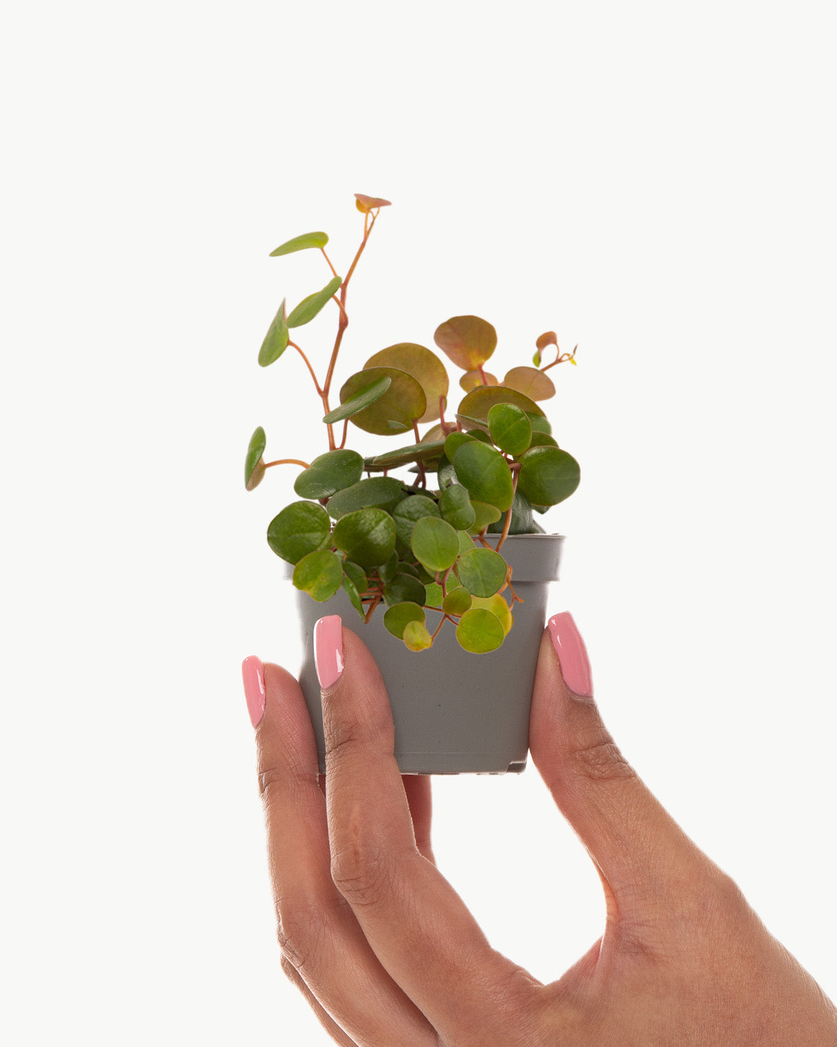 Lil' String of Coins