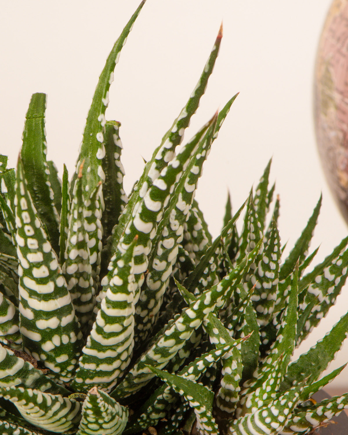 Big Band Plant