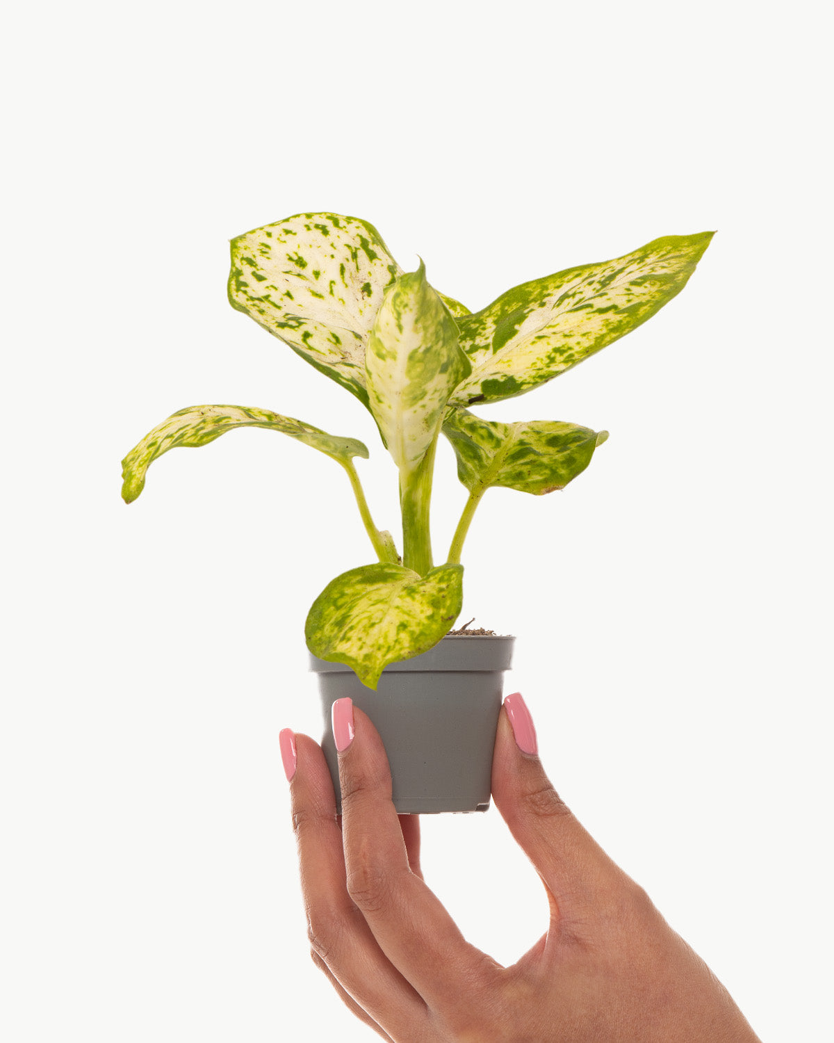 Lil' Dumb Cane Plant