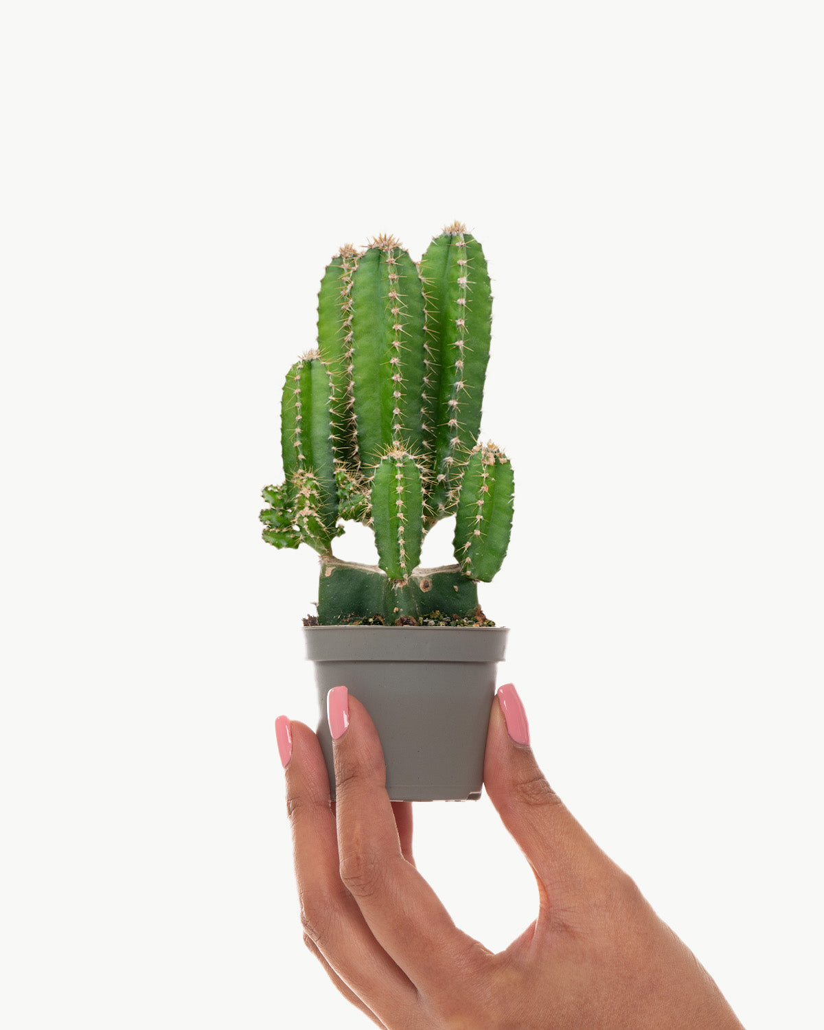 Lil' Apple Cactus