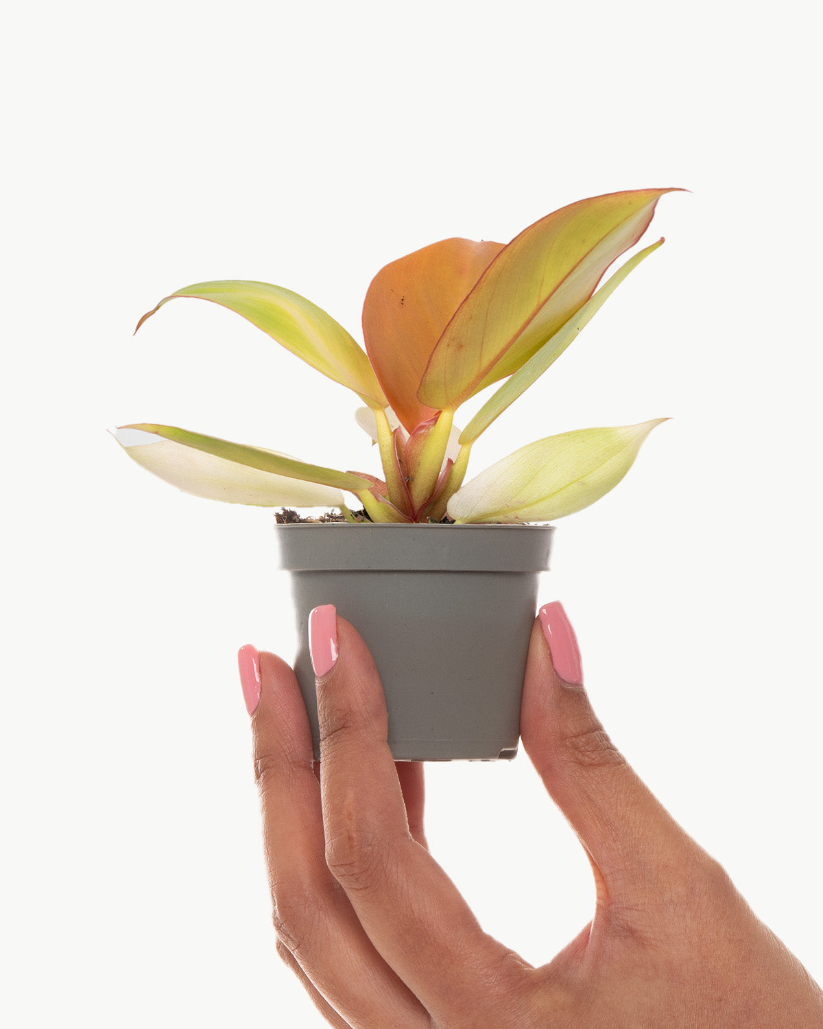 Lil' Orange Prince