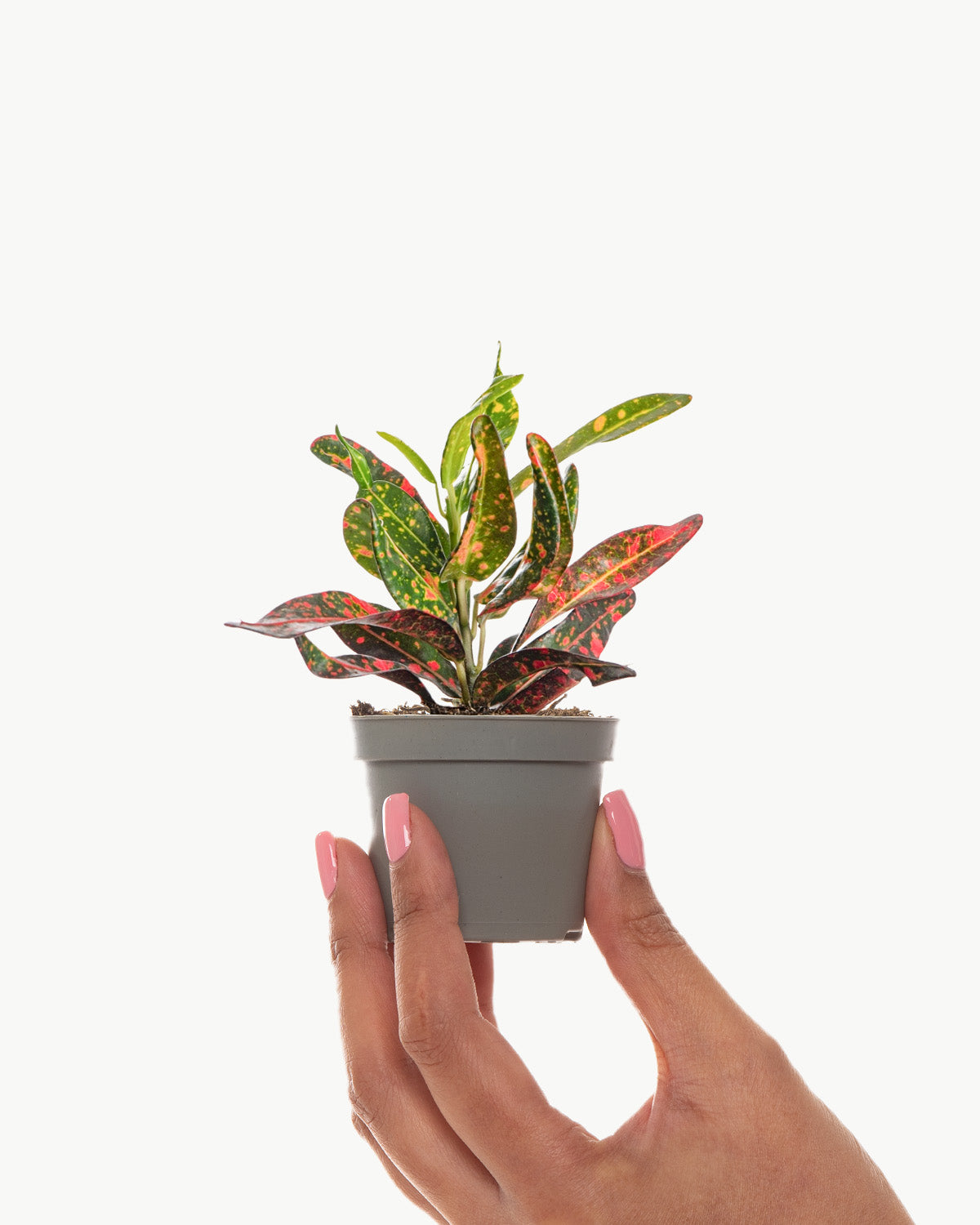 Lil' Red Banana Croton