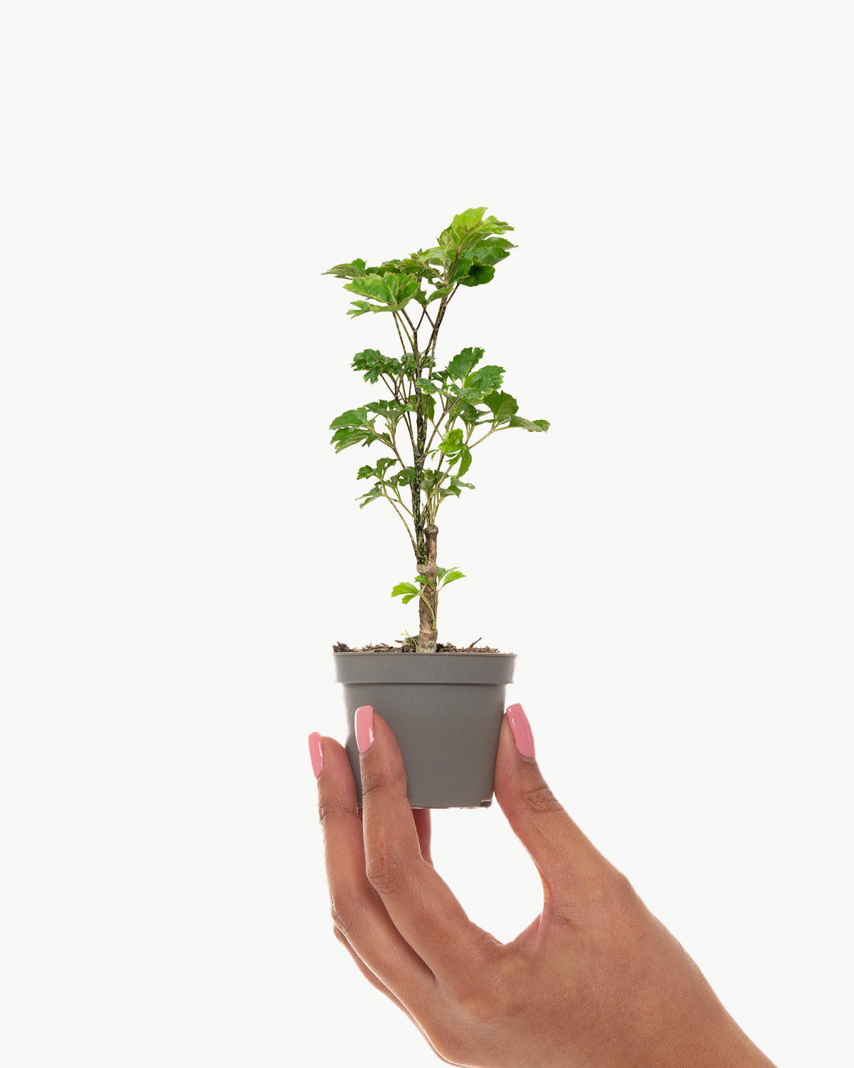 Lil' Shield Plant