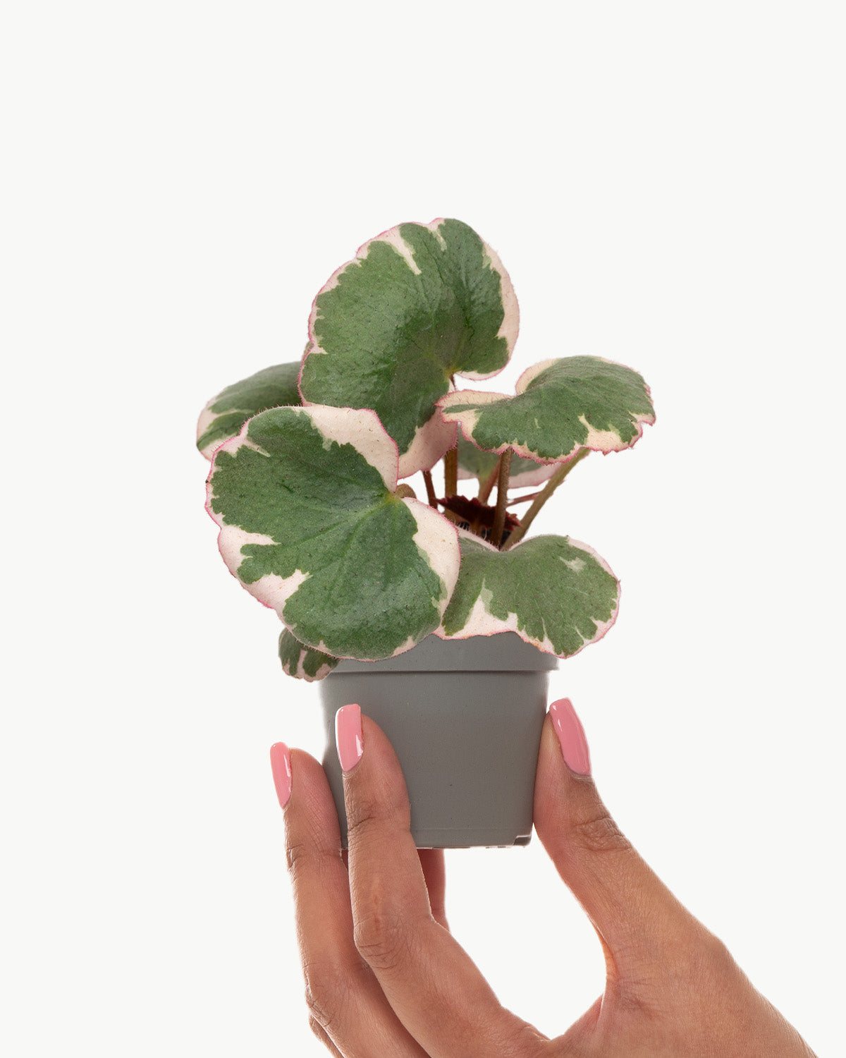 Lil' Strawberry Begonia