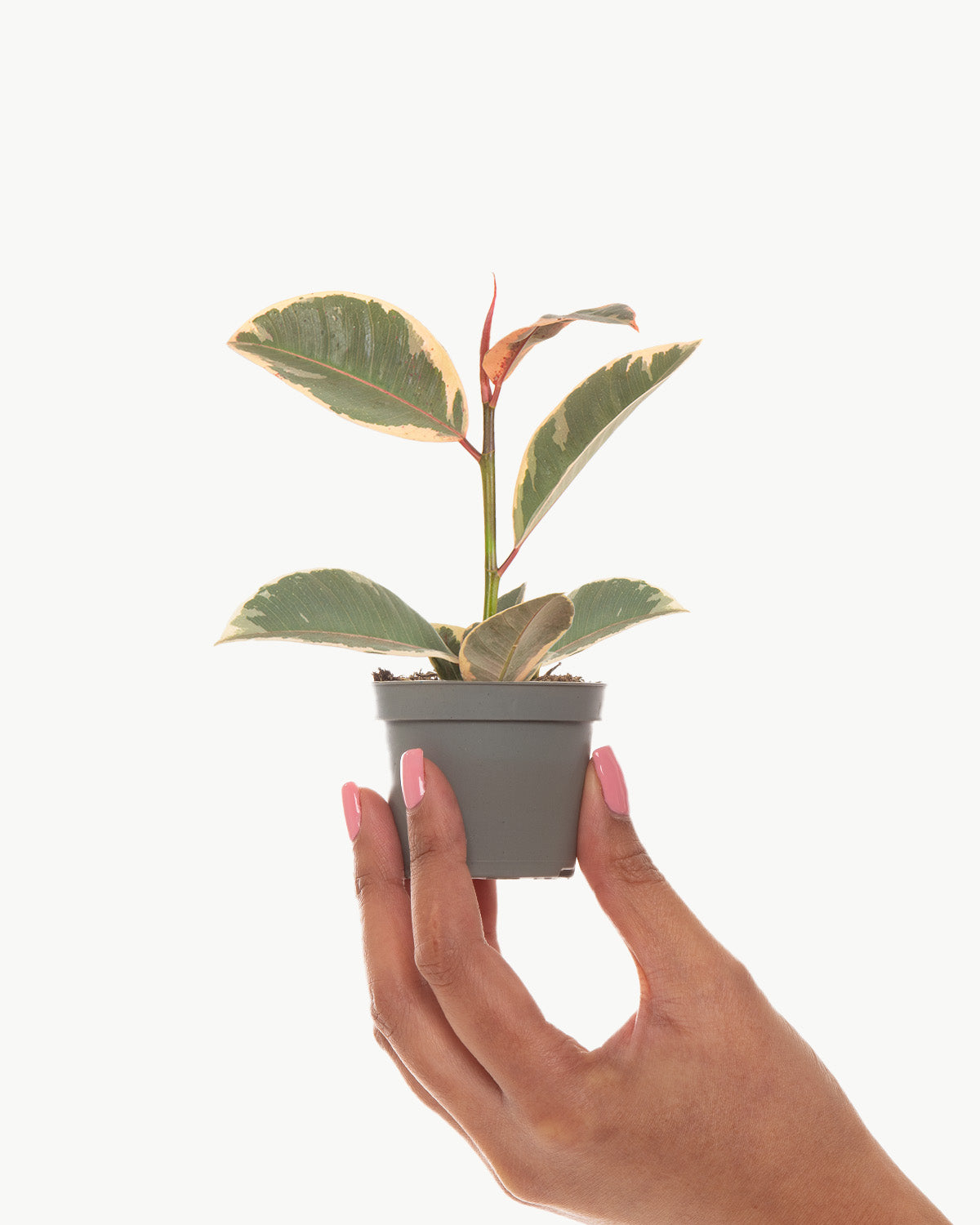 Lil' Rubber Fig