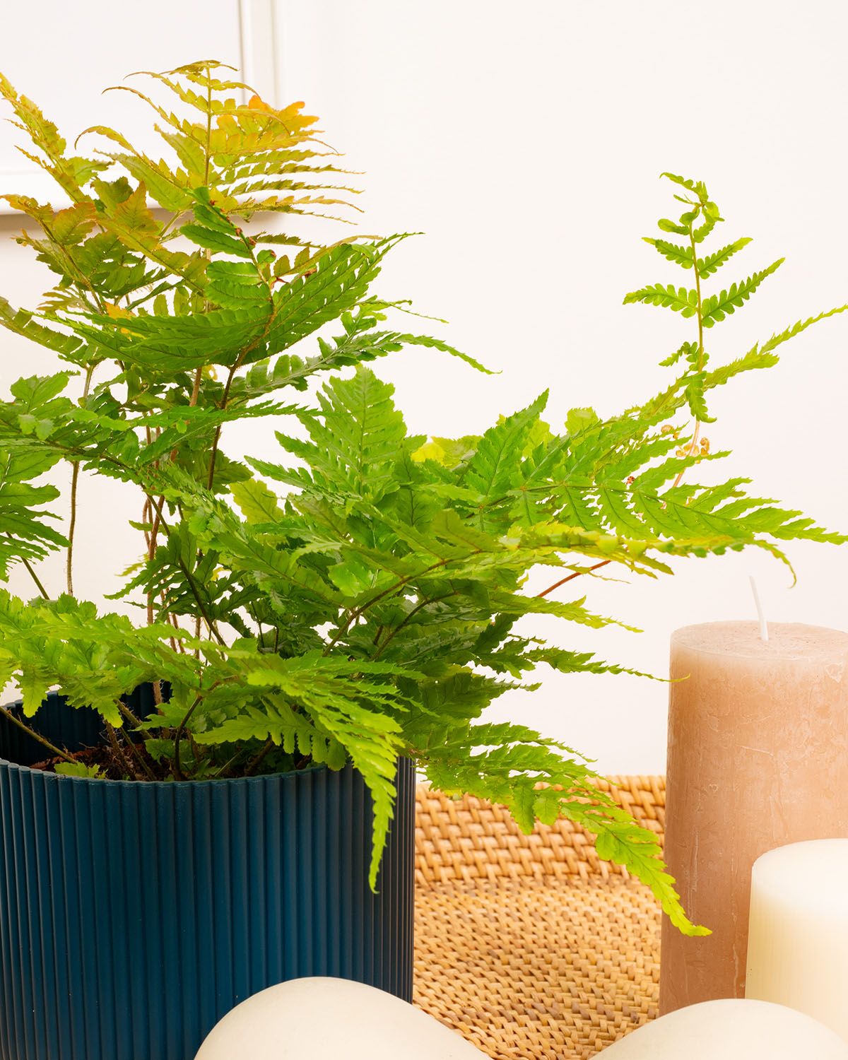 Painted Brake Fern