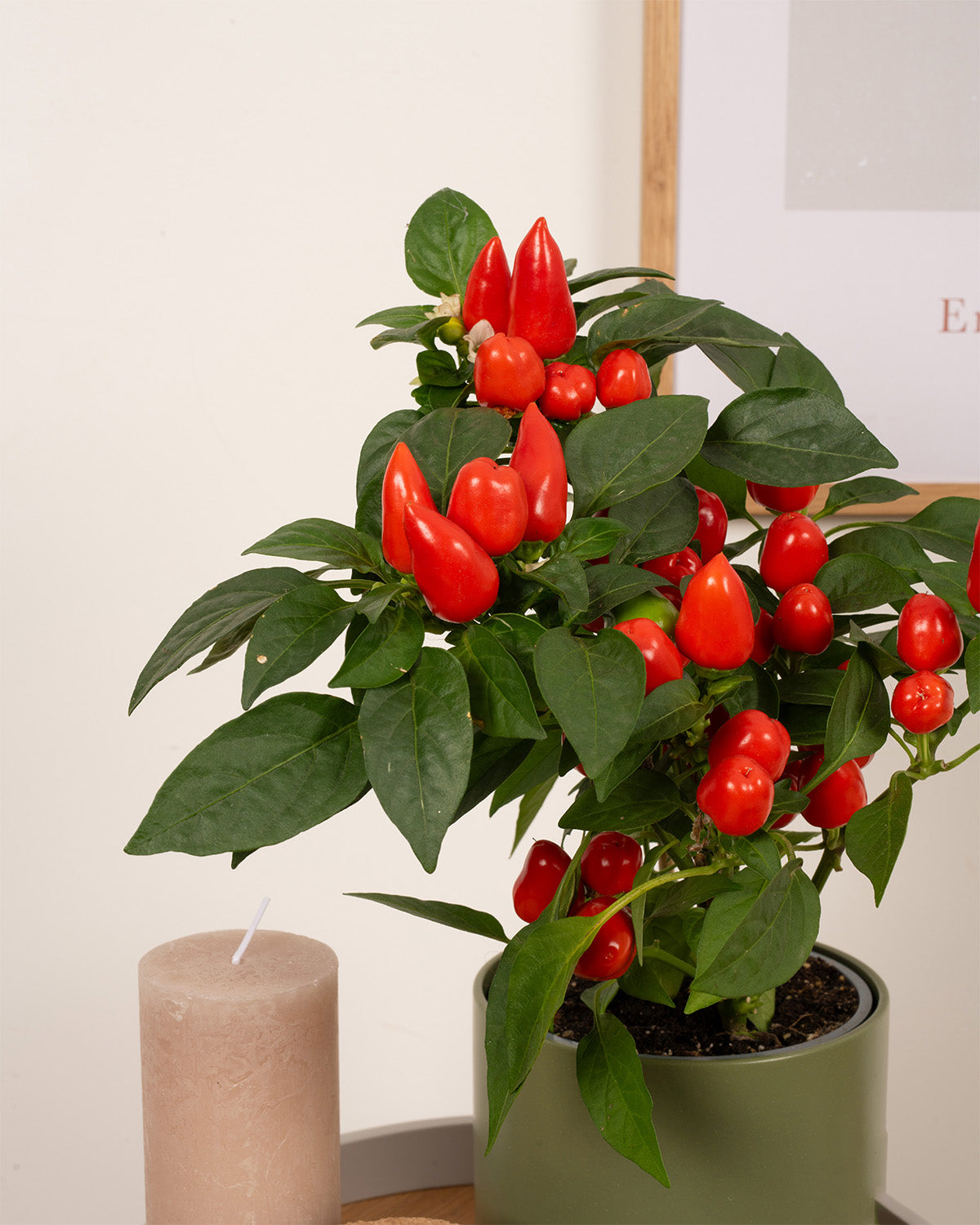Red Pepper Plant