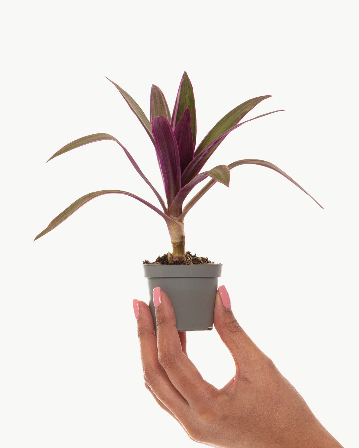 Lil' Oyster Plant