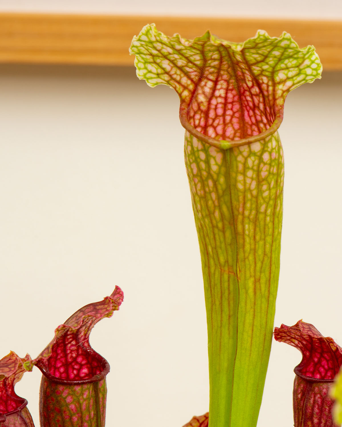 Trumpet Pitcher Plant