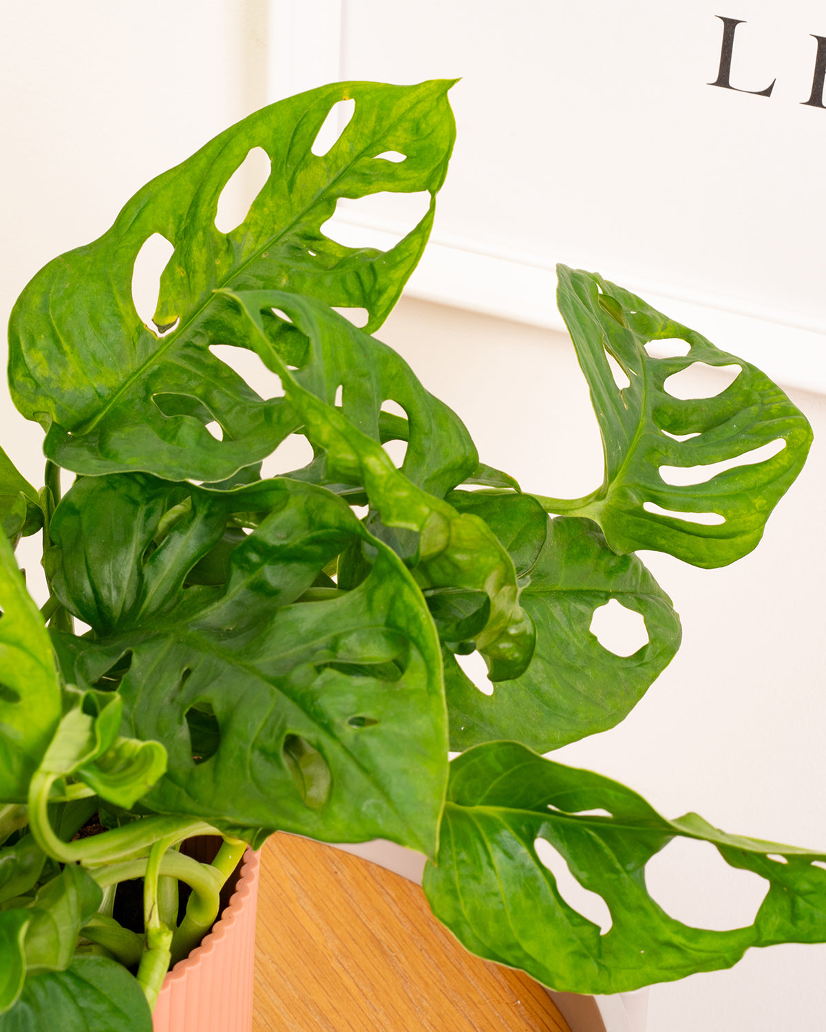 Window-Leaf Monstera Plant