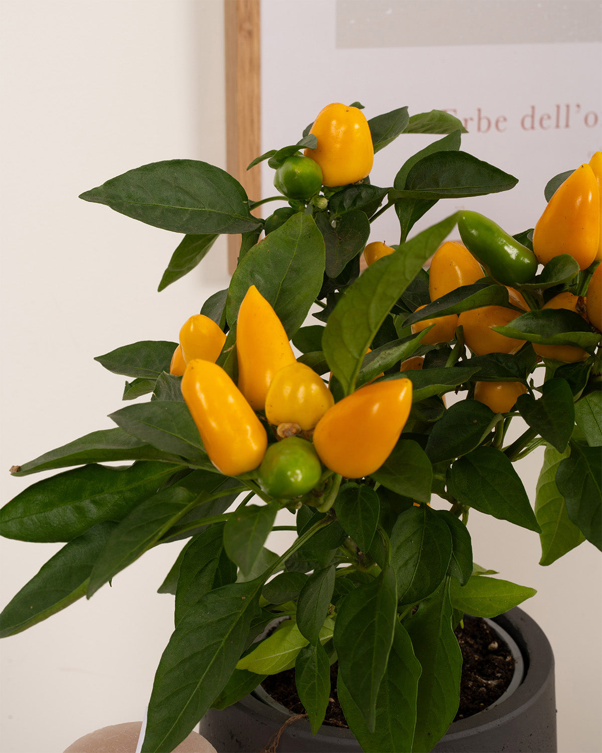 Yellow Pepper Plant