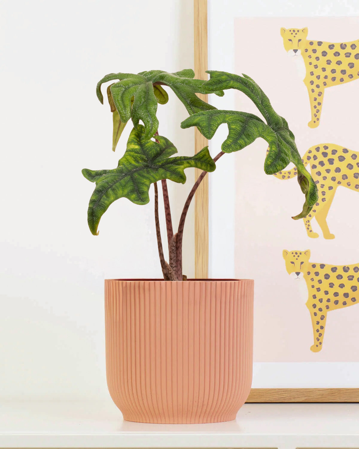 Jacklyn Elephant Ear