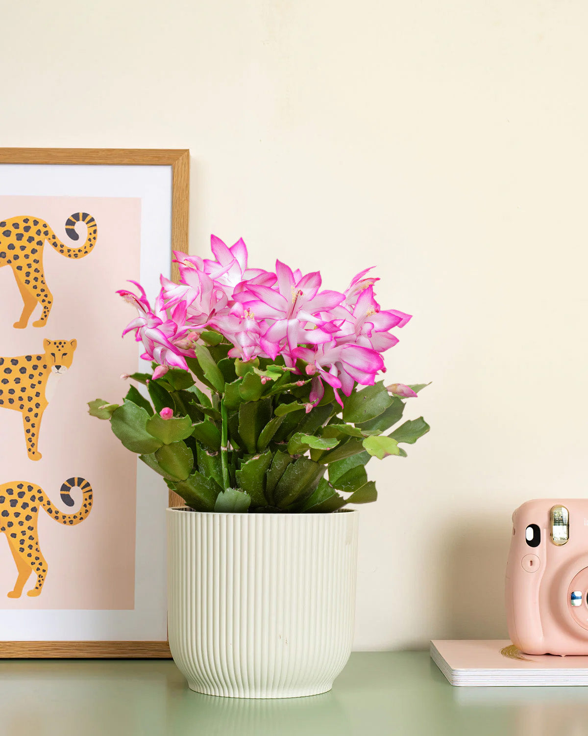 Pink Christmas Cactus