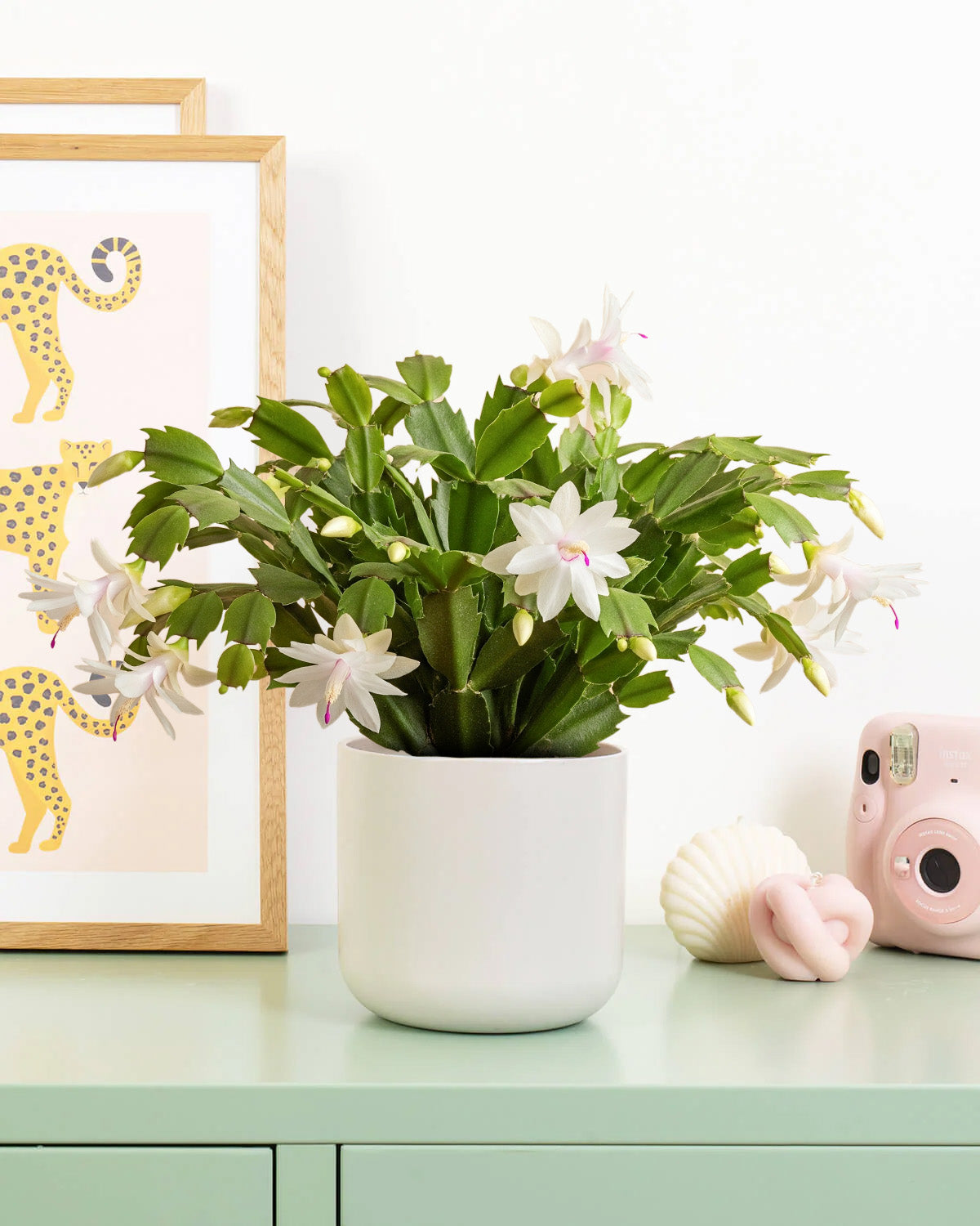 White Christmas Cactus