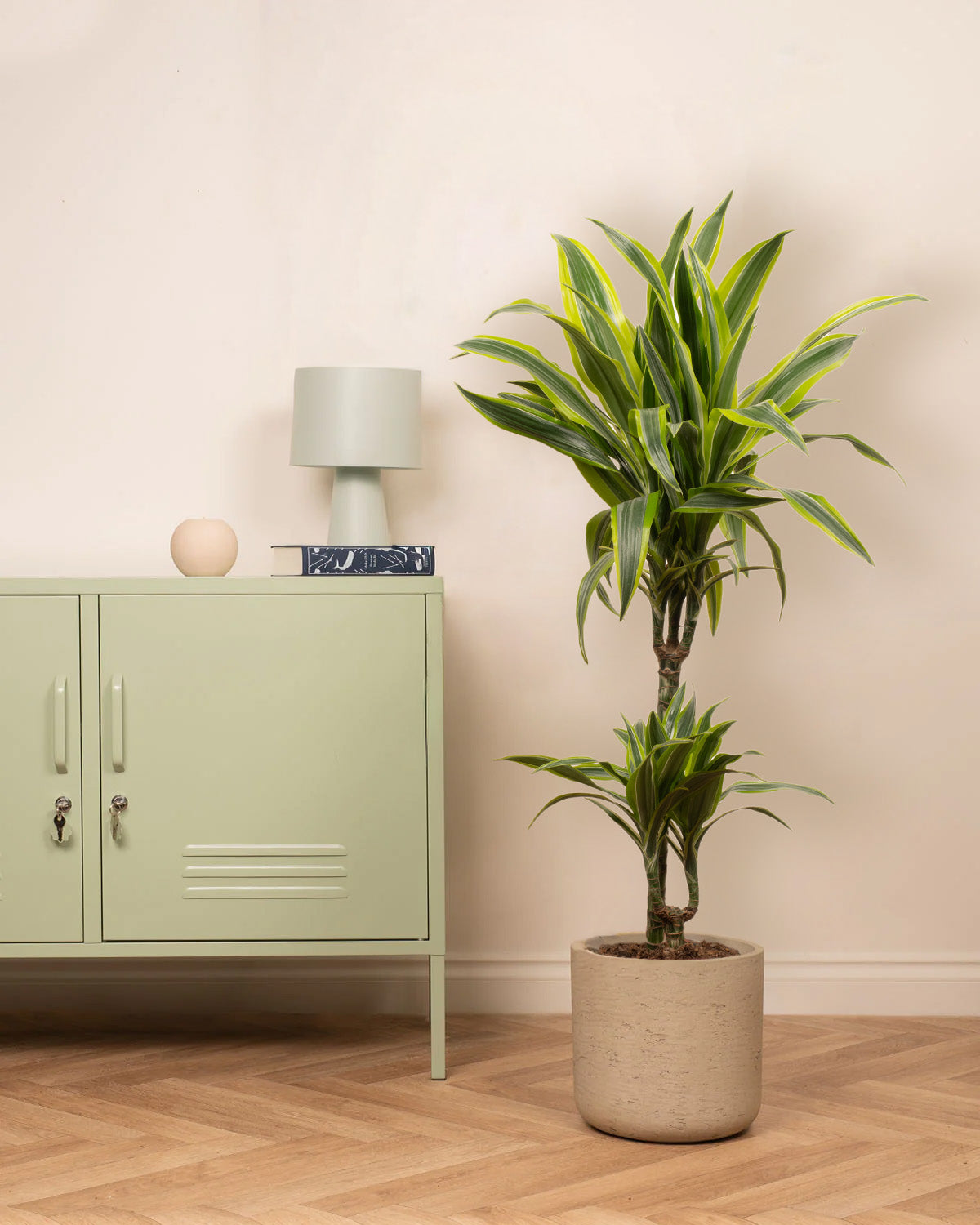 Lemon & Lime Dragon Tree