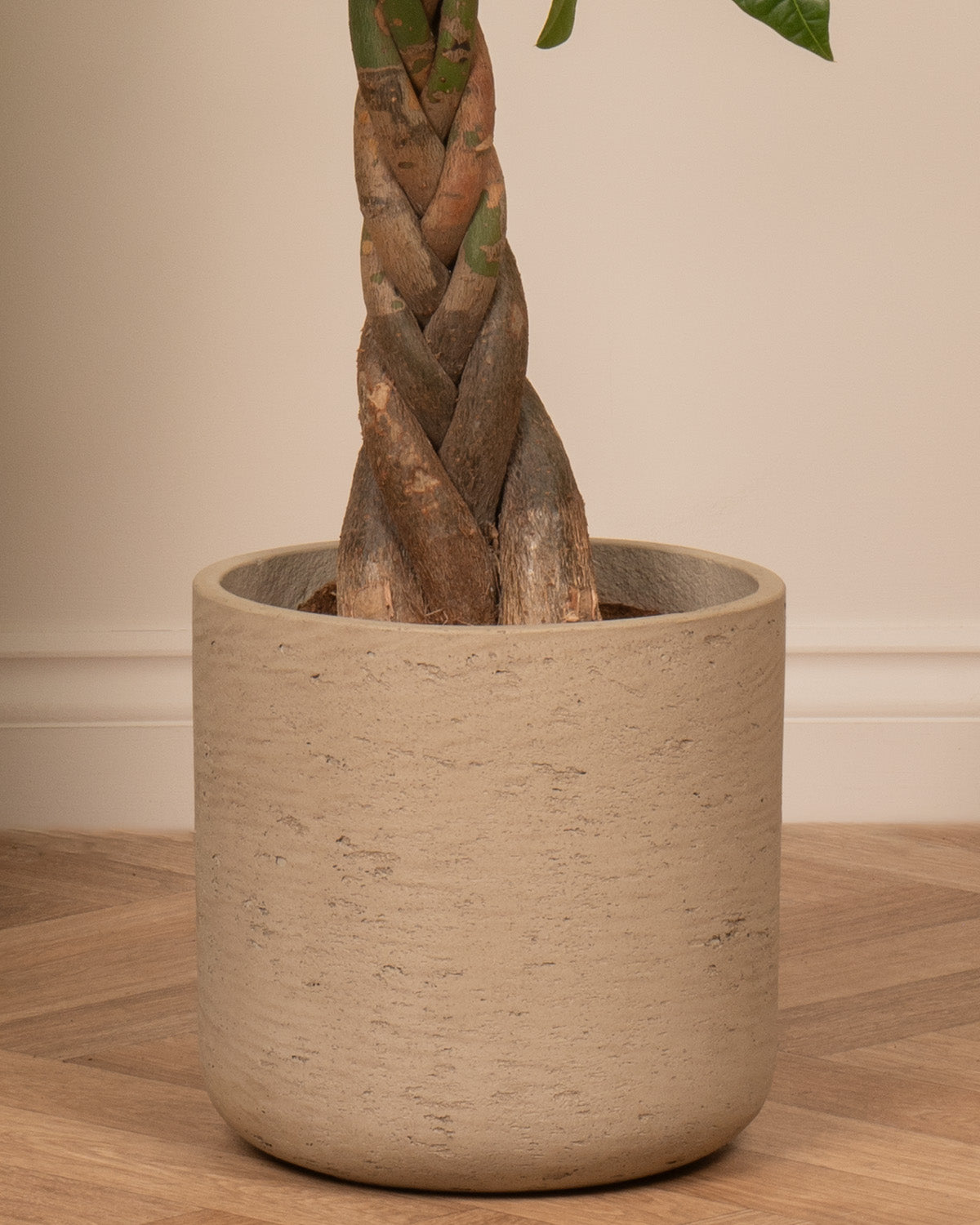 Money Tree