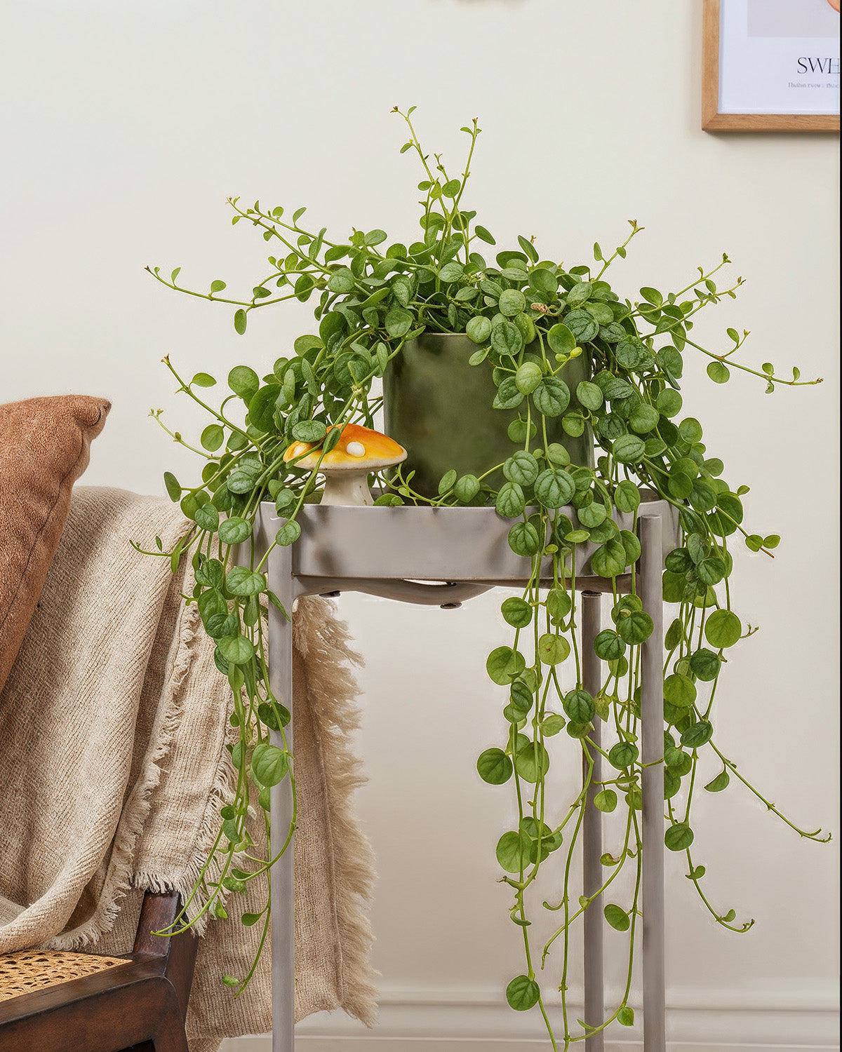 String of Turtles