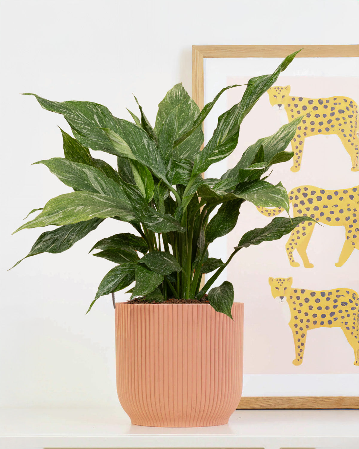 Diamond Peace Lily