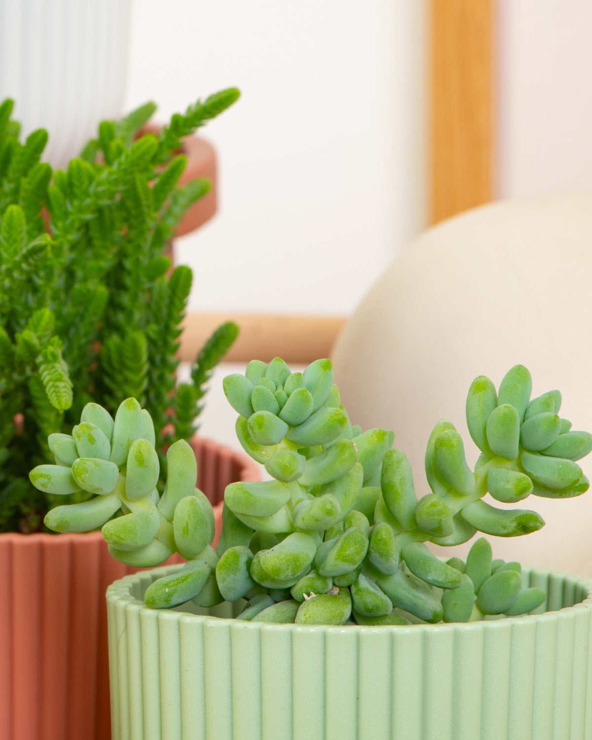 Succulent Mix