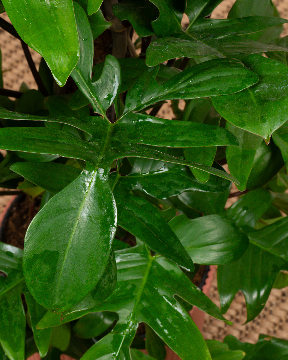 Oak Leaf Philodendron