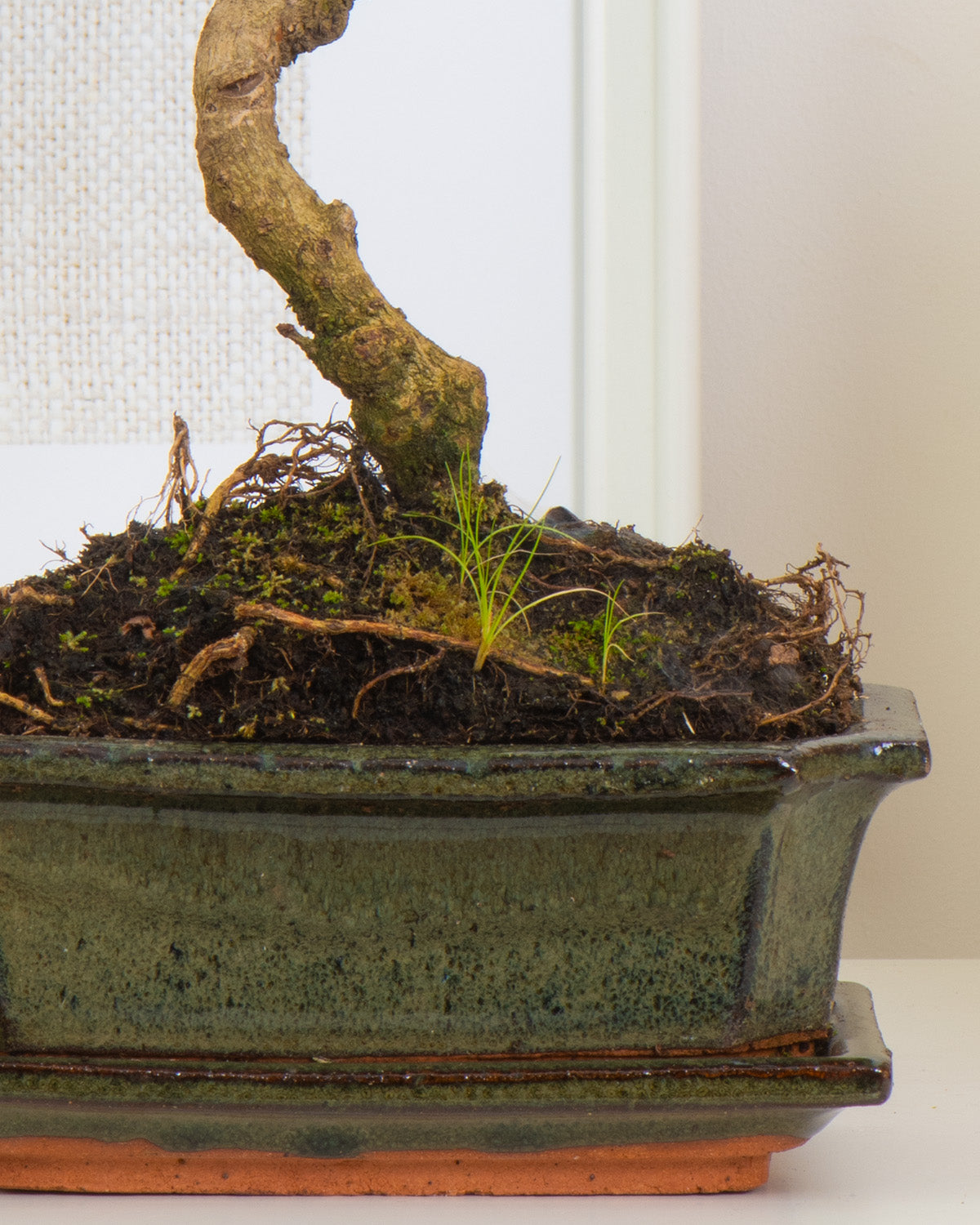 Chinese Elm Bonsai