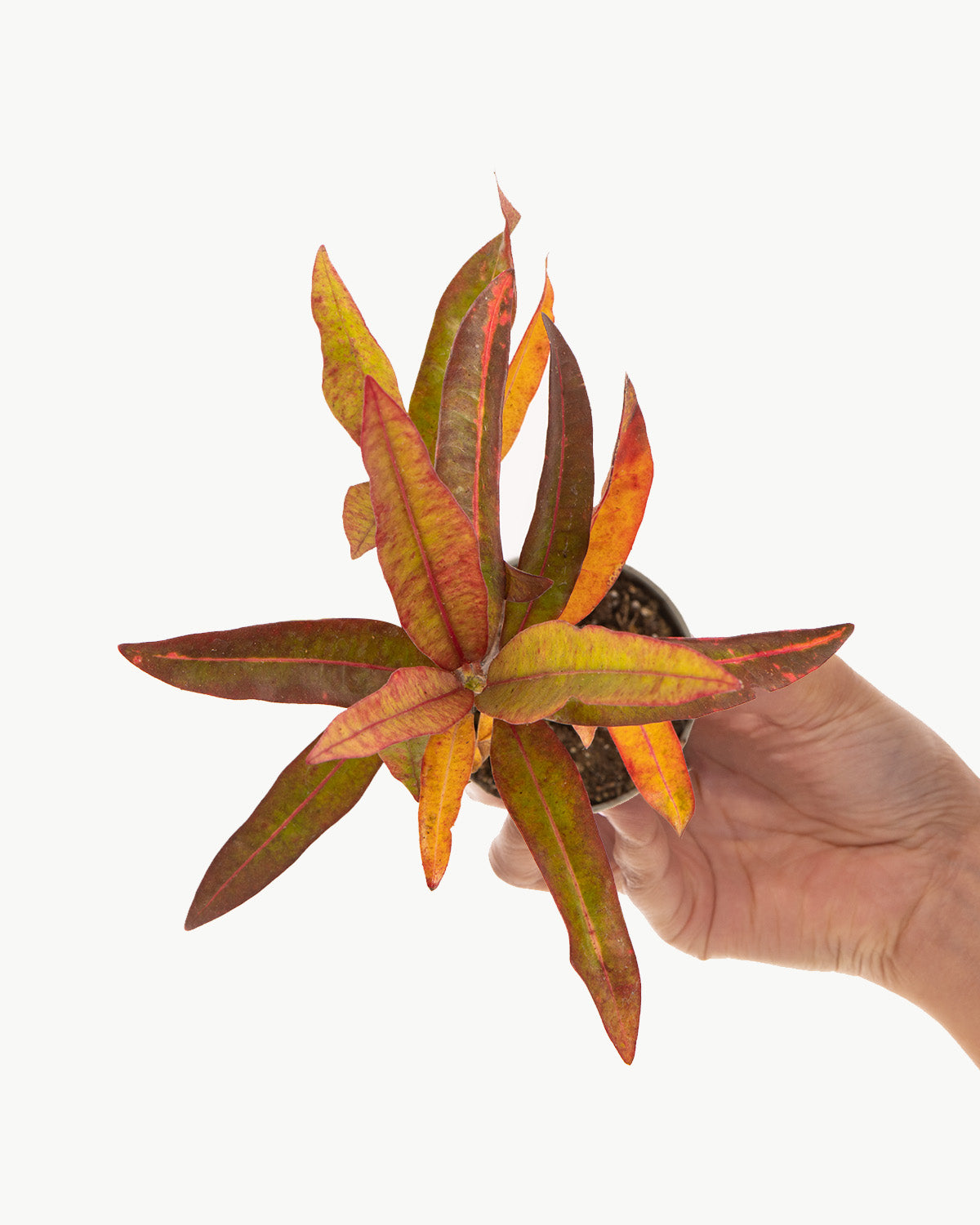 Lil' Croton