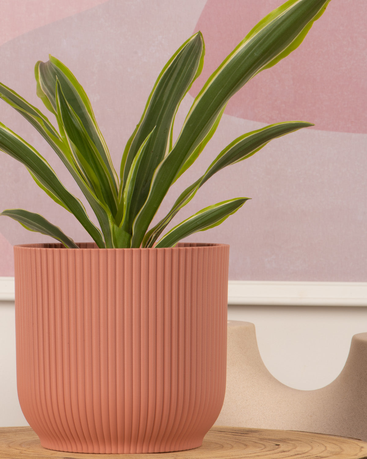 Corn Plant