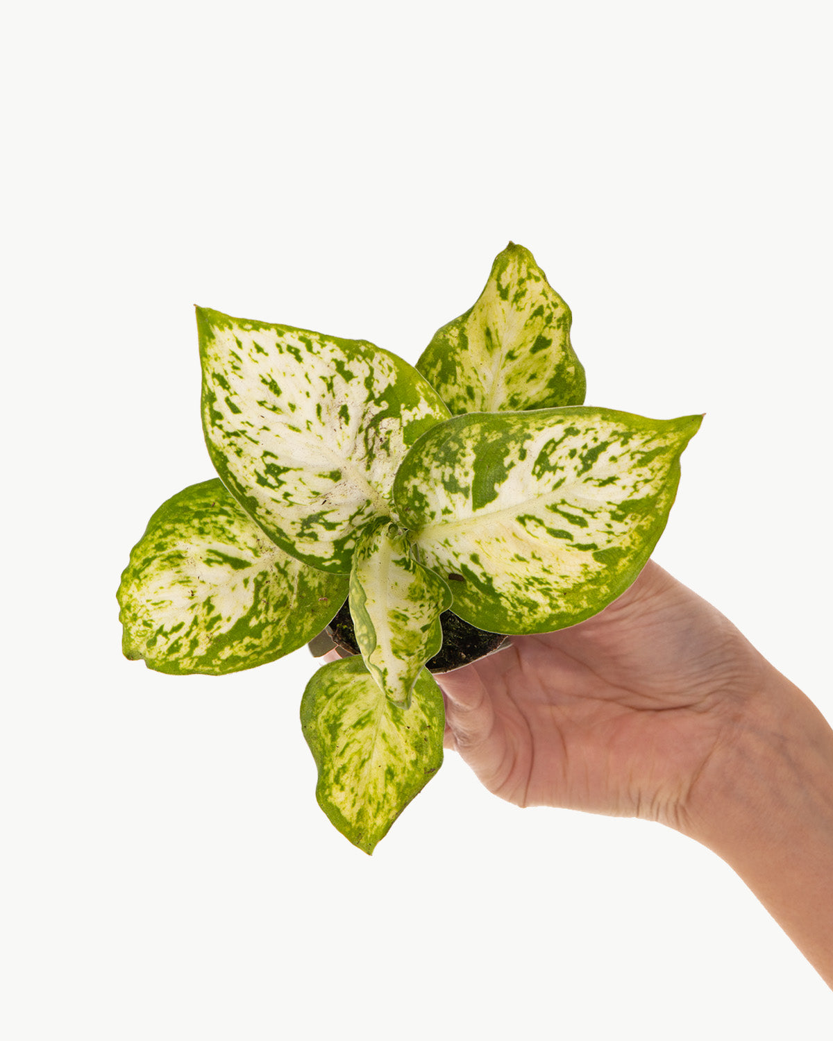 Lil' Dumb Cane Plant