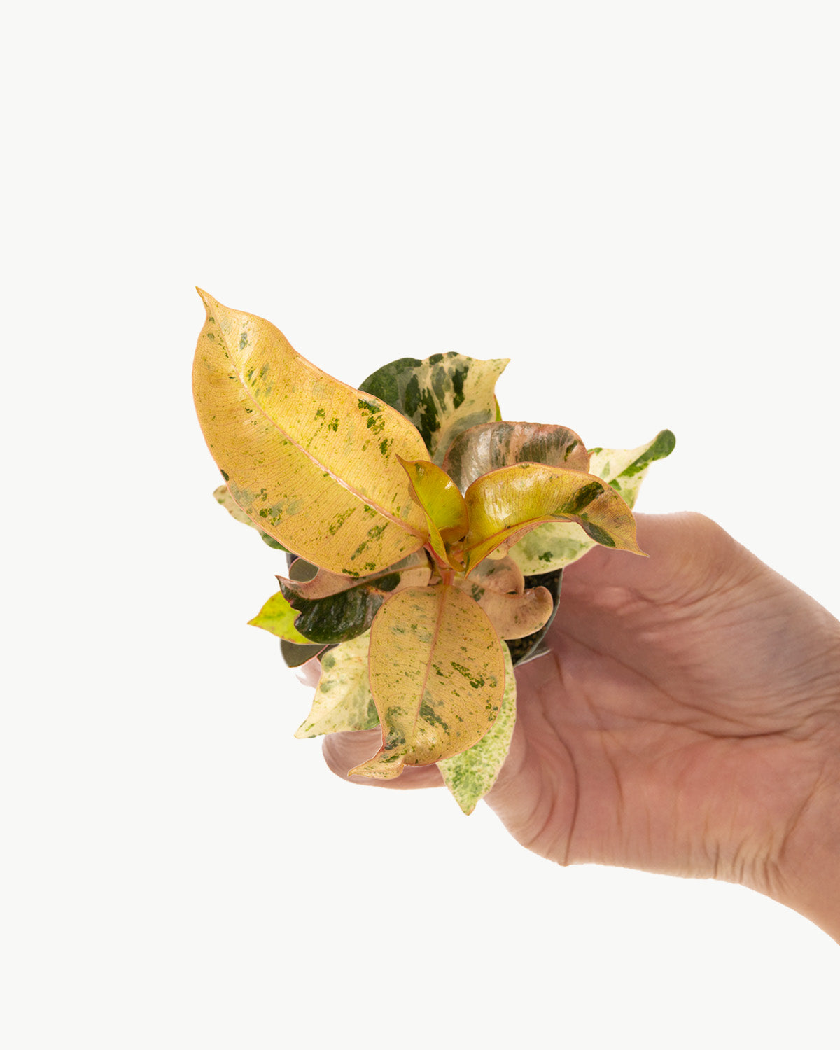 Lil' Elastic Rubber Plant