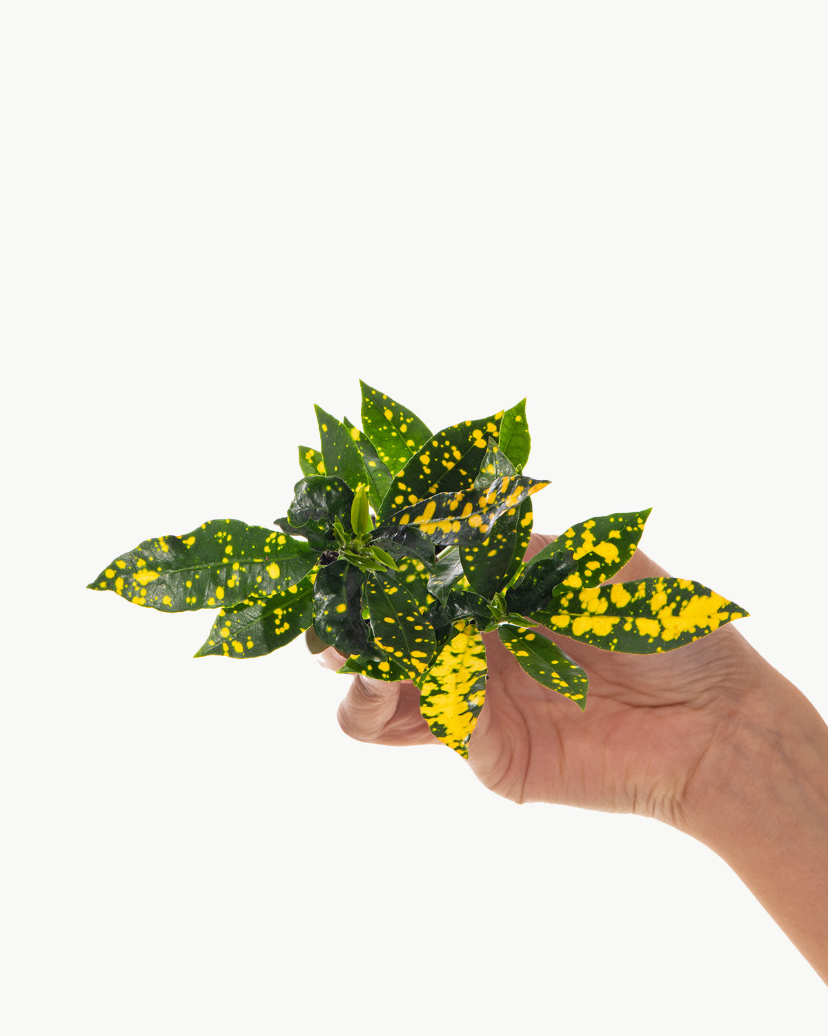 Lil' Golden Dust Croton