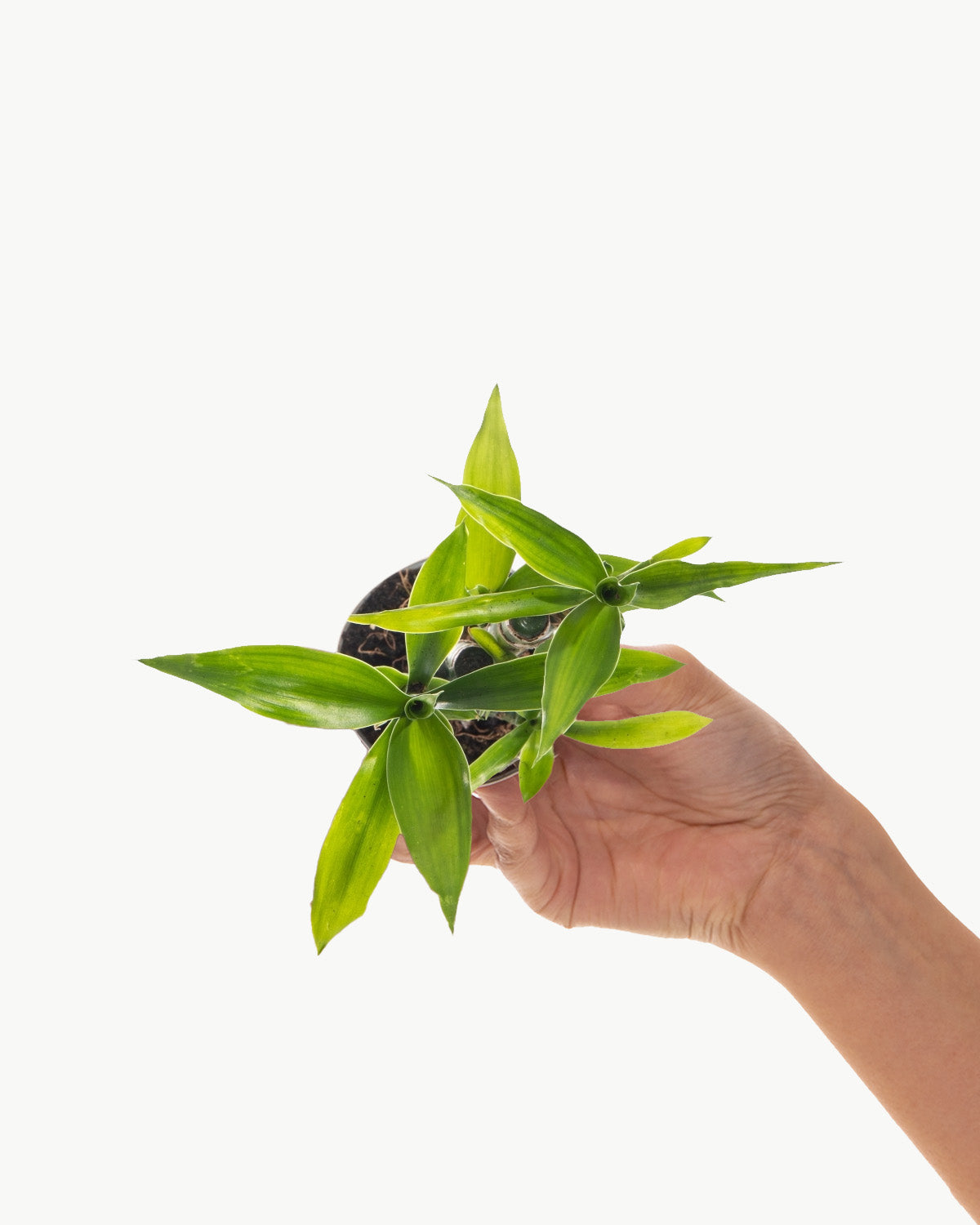 Lil' Lucky Bamboo