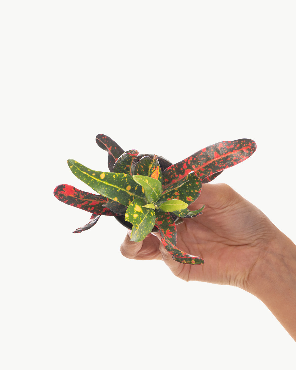 Lil' Red Banana Croton