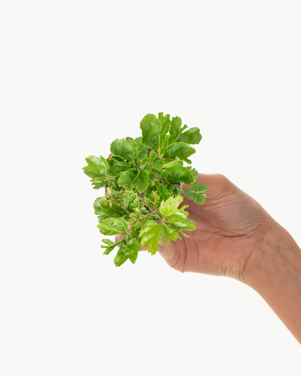 Lil' Shield Plant